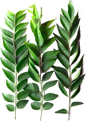 Curry Leaf