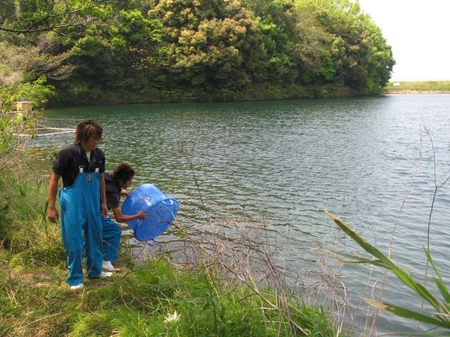 Impression of Ogata Koi Farm