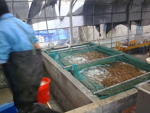 Recent visit to Wuxi Koi farm, China