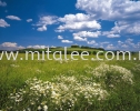 8-254_Meadow_prn Komar Photomural Vol:14 Wallpaper (0.53m x 10m)