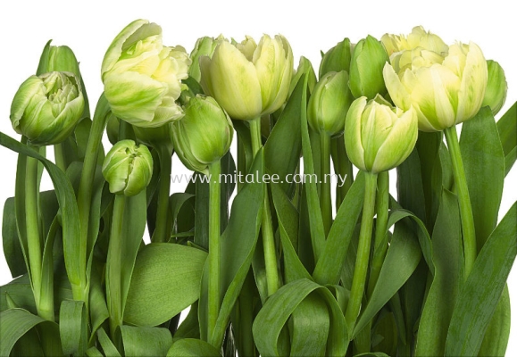 8-900_Tulips_prn