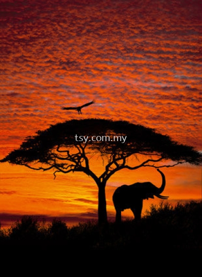 K 4-501 AFRICAN-SUNSET