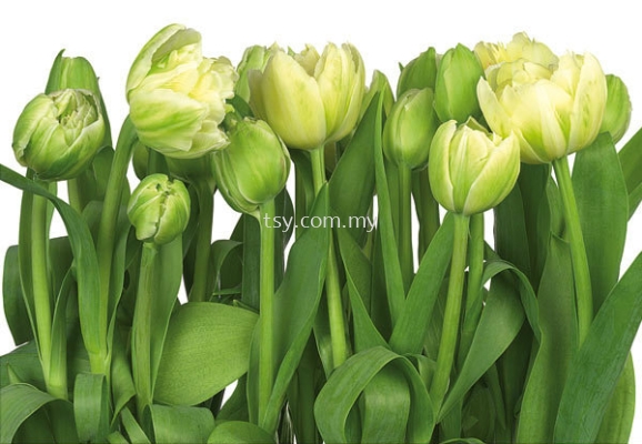 K 8-900 TULIPS