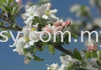 8-735 PRIMAVERA IMAGINE KOMAR WALLPAPER