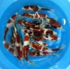 Koromo Koi