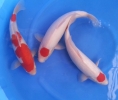 Tancho 40 - 45 cm Hi grade Koi