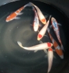 Hi grade mix 20 - 25 cm Koi