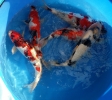 Mixed 2 years old 45 - 50 cm Koi