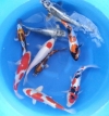 Diotsu Mixed 25 - 30 cm Koi