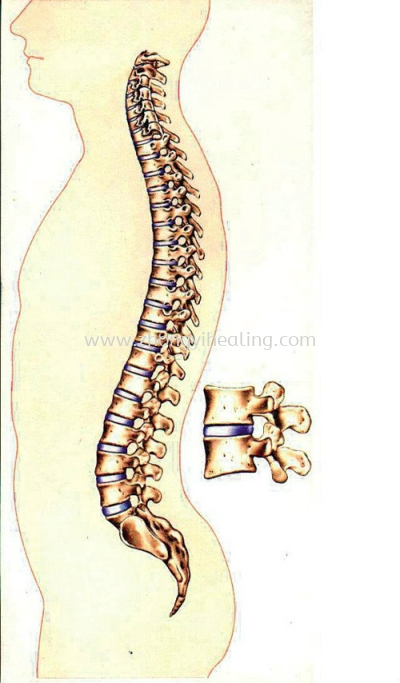 ؼ/Spinal Diseases