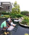 Pond - natural settings  Koi Pond Design and Build