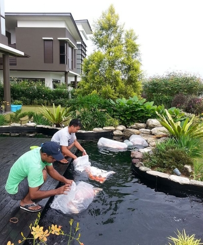 Pond - natural settings 