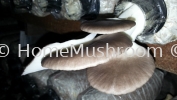 Oyster Mushroom Oyster Mushroom