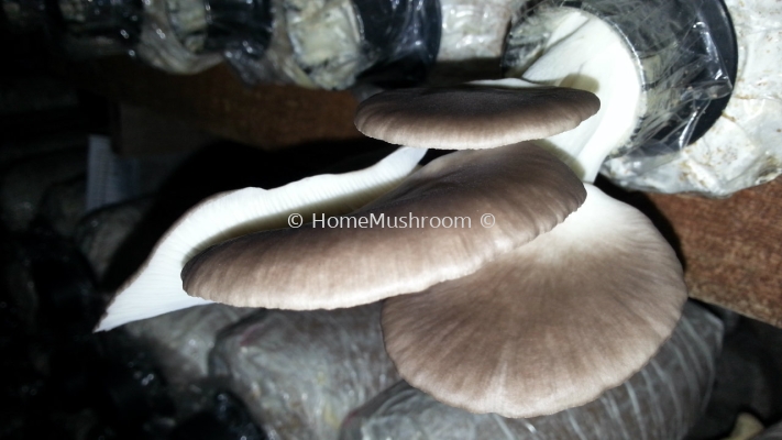 Oyster Mushroom