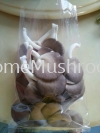 Oyster Mushroom Oyster Mushroom