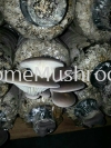 Abalone Mushroom Abalone Mushroom