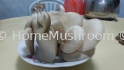 Abalone Mushroom Abalone Mushroom