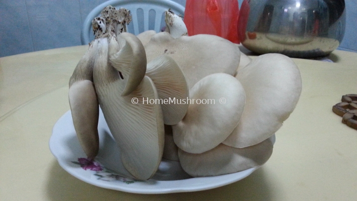 Abalone Mushroom