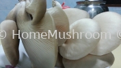 Abalone Mushroom Abalone Mushroom