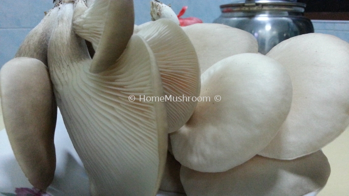 Abalone Mushroom