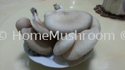 Abalone Mushroom Abalone Mushroom