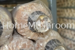 Oyster Mushroom Oyster Mushroom