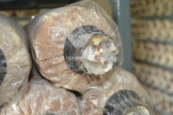 Oyster Mushroom