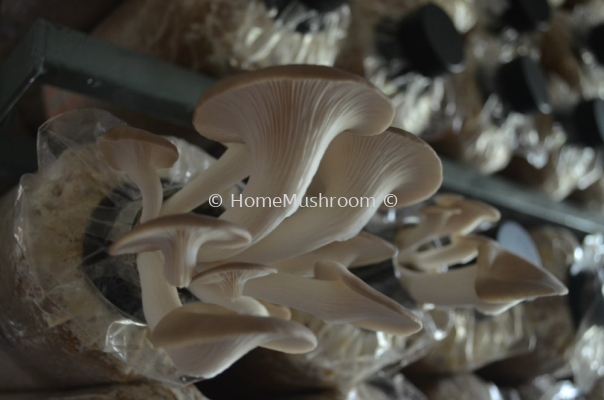 Oyster Mushroom