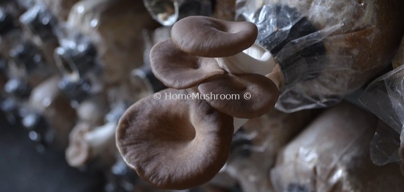 Oyster Mushroom Health Benefits