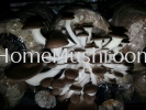 Oyster Mushroom Oyster Mushroom