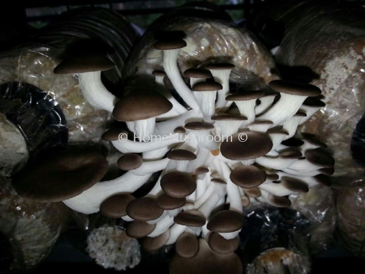 Oyster Mushroom