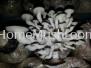 Oyster Mushroom Oyster Mushroom