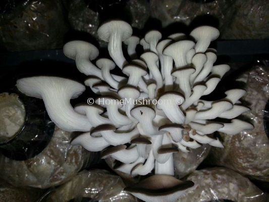 Oyster Mushroom