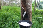  Rubber / Rubber Tree