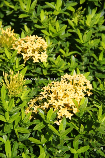 Ixora "Dwarf Yellow"