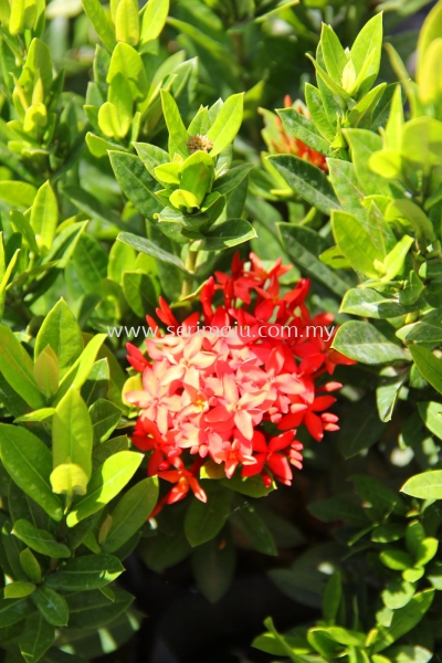 Ixora "Siamensis"