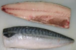 Norway Saba Fillet Seafoods