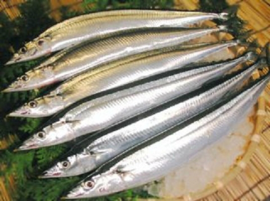 Sanma / Pacific Saury