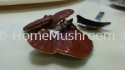 Ganoderma for sale ֥