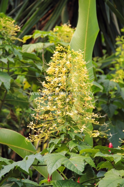 Clerodendrum Paniculatum "Alba"