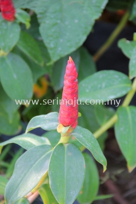 Costus Woodsonii