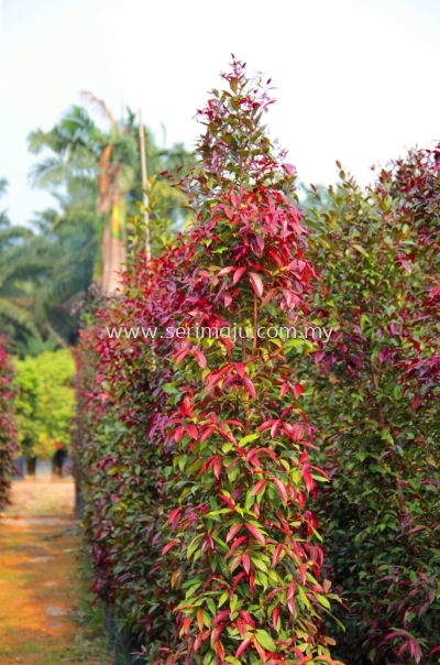 Syzygium Campanulatum "Dark Red Leaves"