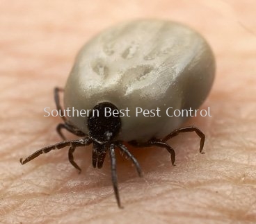 Ticks Control