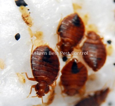 Bed Bugs Control Bed Bugs Control