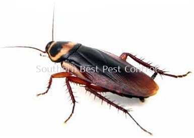 Cockroach Control