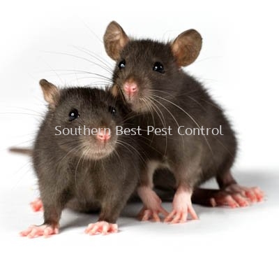 Rodent Control