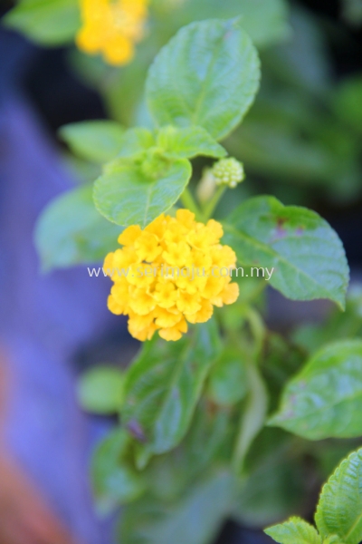 Lantana Camara "Sundancer"