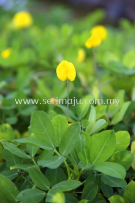 Arachis Pintoi