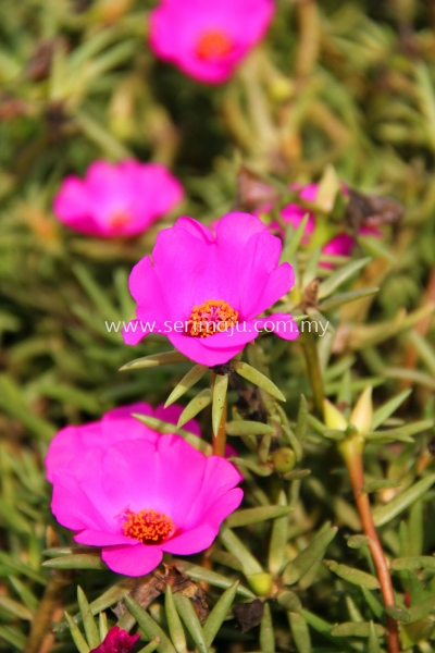 Portulaca Grandiflora Cultivars "Pink"