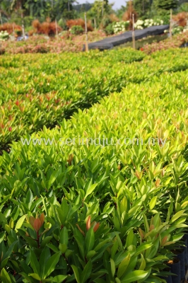 Ardisia Elliptica